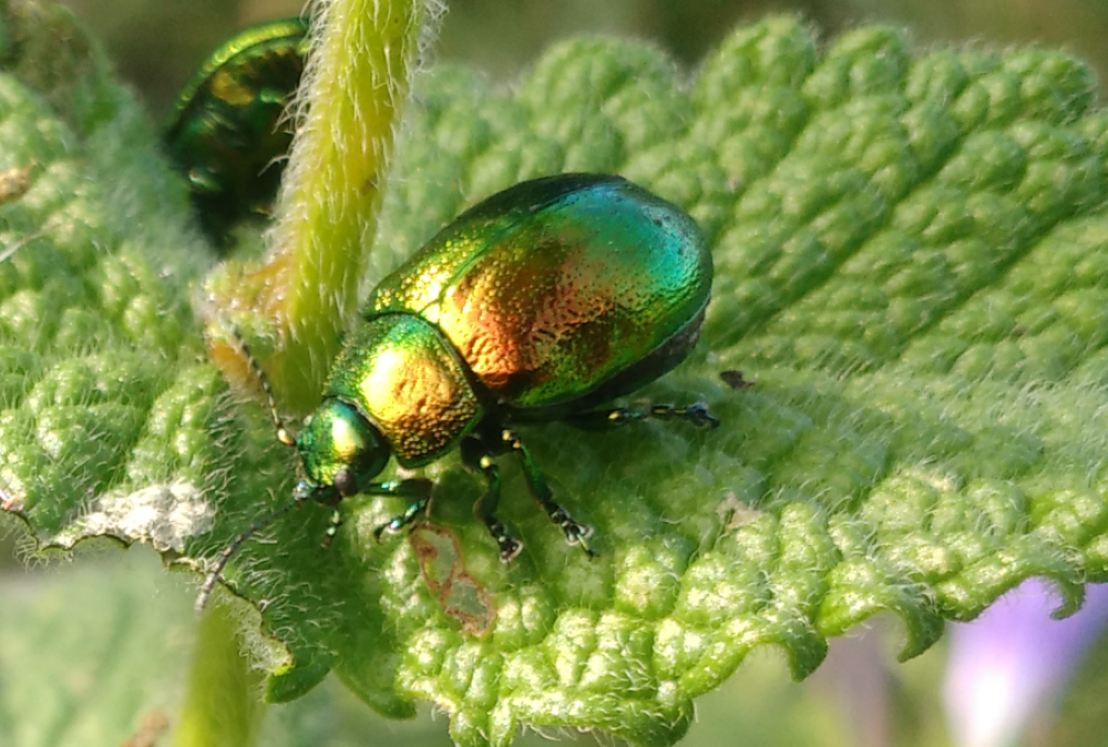 Escarabajo verde de muelle - Gastrophysa viridula (De Geer, 1775)